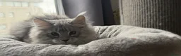 Maine Coon cats for sale: 🐾Three Beautiful Pedigree Maine Coon Boys🐾 - Advert 10