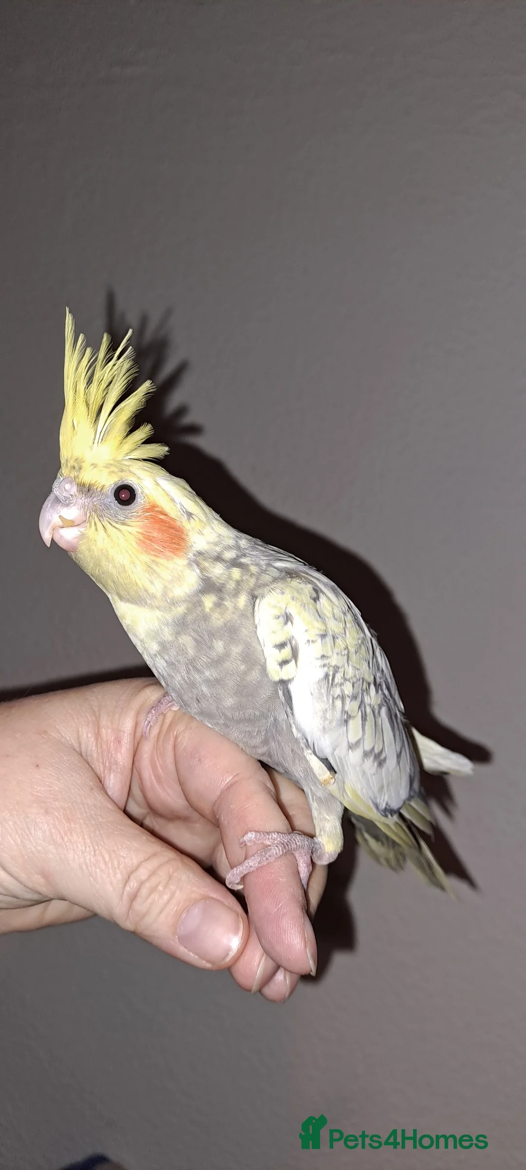 Cockatiels birds for sale: Baby DNA tested Cockatiels (3 girls, 1 boy)  - Advert 5