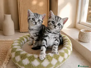 British Shorthair cats GCCF reg. BSH Last silver tabby girl Champion line - Advert 16