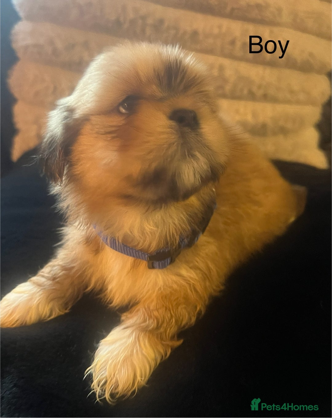 Lhasa Apso dogs for sale: KC Registered Lhasa Apso Puppies For Sale - Advert 7