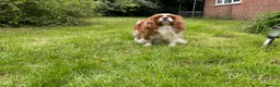 Cavalier King Charles Spaniel dogs for sale: 2 retired dogs Cavalier King Charles / poodle - Advert 4