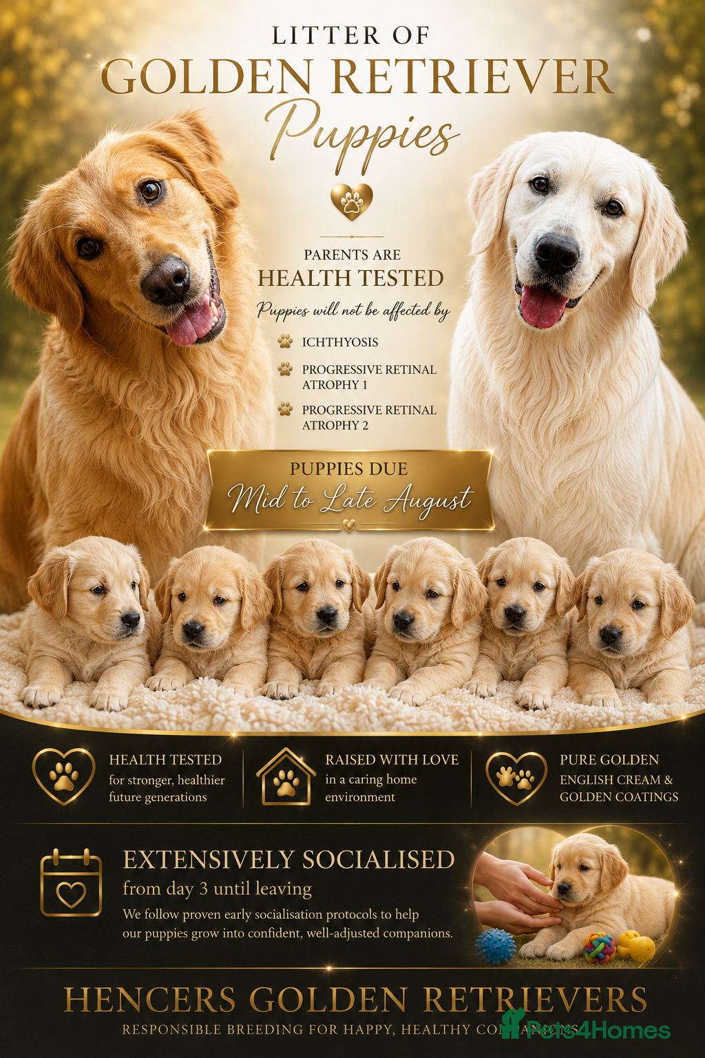 Golden Retriever dogs Golden retriever waiting list open  - Advert 2