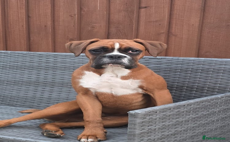 Boxer dogs - Advert 1