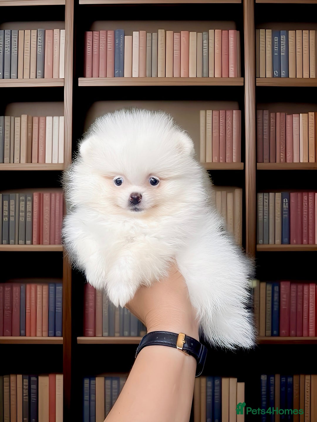 Pomeranian dogs for sale: KC Reg Show Quality Teddy Face - Image 4