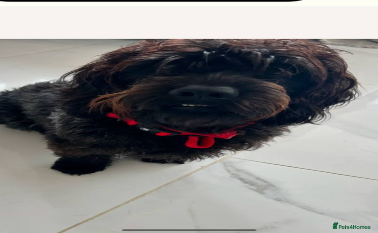 Schnoodle dogs Schnoodle for sale, 2 years old male - Advert 2