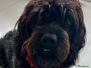 Schnoodle dogs for sale: Schnoodle for sale, 2 years old male - Advert 1