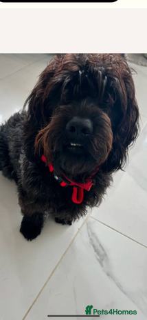 Schnoodle dogs Schnoodle for sale, 2 years old male - Advert 1