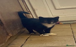 Mixed Breed cats for sale: Beautiful male kitten - Image 3