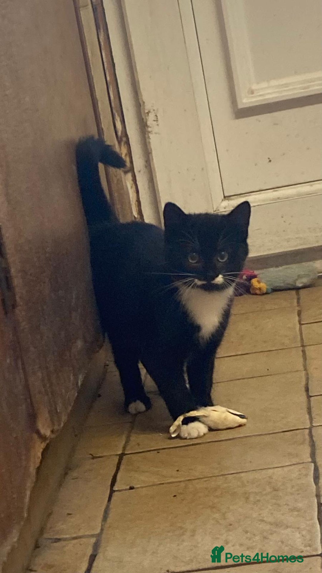 Mixed Breed cats for sale: Beautiful male kitten - Image 3