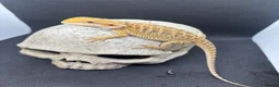 Bearded Dragon reptiles for sale: Spectacular baby dragons ready now  - Advert 10