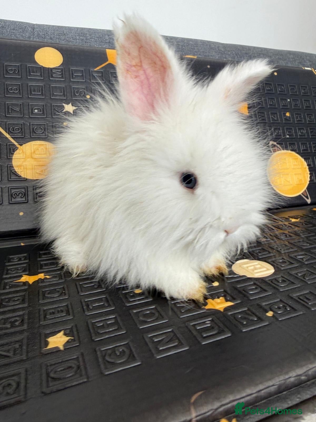 Angora rabbits     🐇 Purebred English Angora Bunnies   💕 - Advert 2