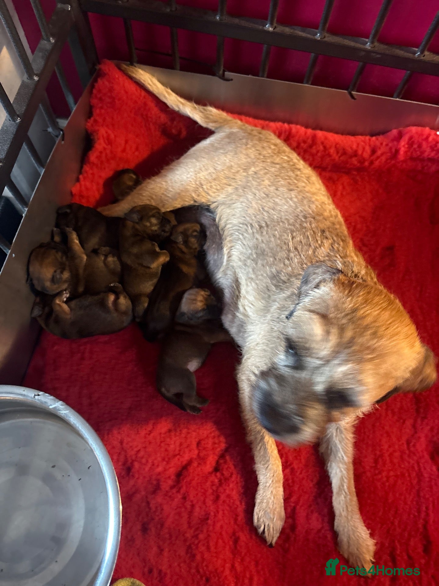 Border Terrier dogs for sale: 💕Kc reg slem clear Border terriers puppies 🐶 - Advert 1