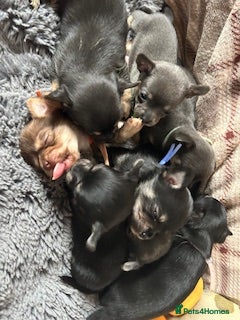 Chihuahua dogs Chihuahua puppies - Advert 14