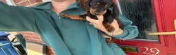 Miniature Dachshund dogs for sale: ‼️LAST 2 10 WEEKS OLD 💕 dachshunds - Advert 9