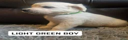 Golden Retriever dogs for sale: READY NOW🐾 PUREBRE GOLDEN RETRIEVER PUPPIES🐾 - Advert 6