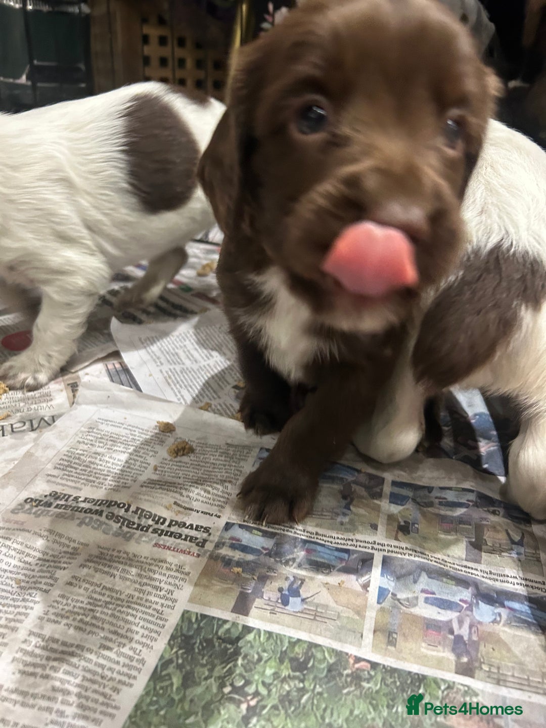 Sprocker dogs for sale: Working Sprocker Spaniels  - Advert 9