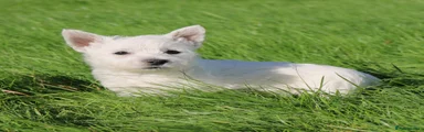 West Highland Terrier 1