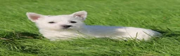 West Highland Terrier dogs for sale: West Highland Terrier (Westie) Puppies for Sale - Advert 11