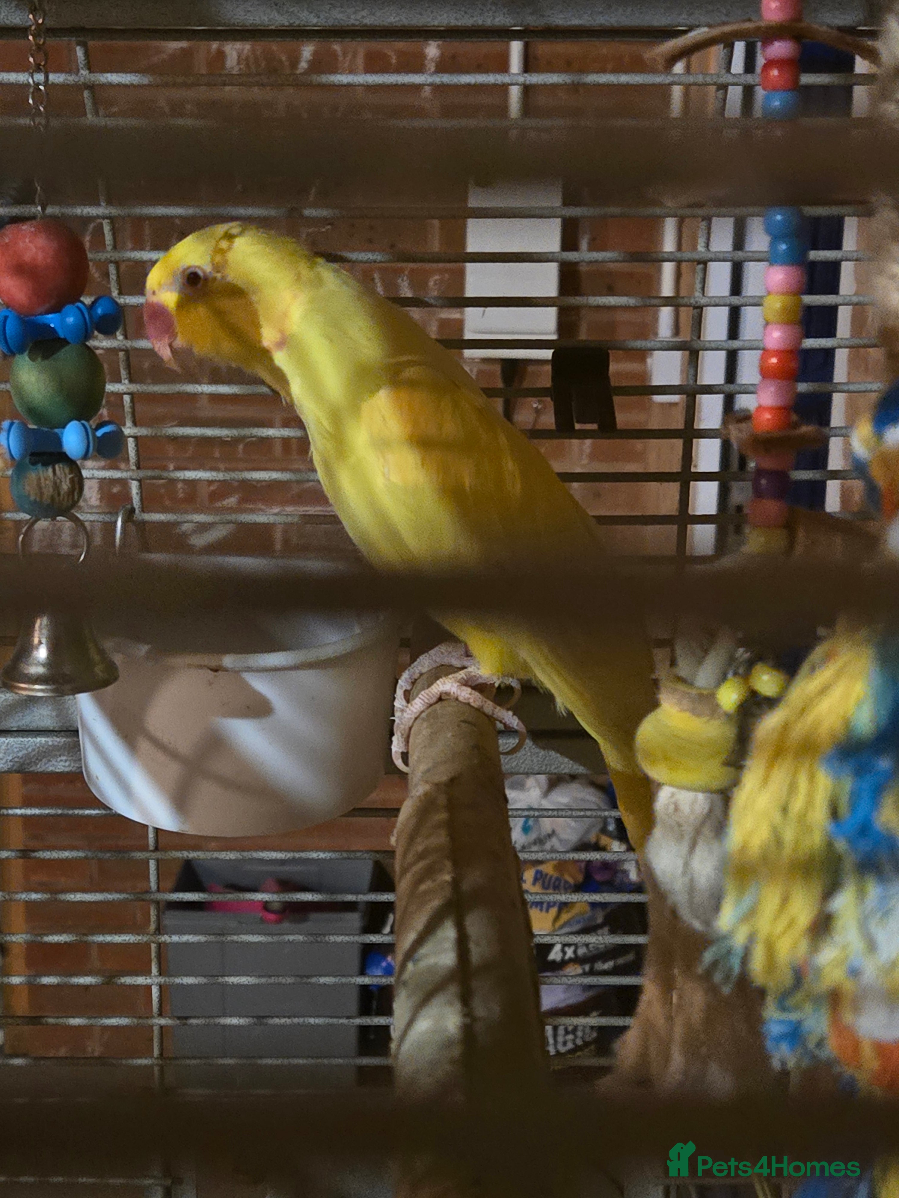 Ringnecks birds Lutino ringneck  - Advert 14