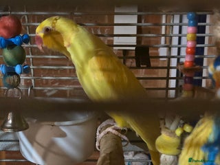 Ringnecks birds Lutino ringneck - Advert 1