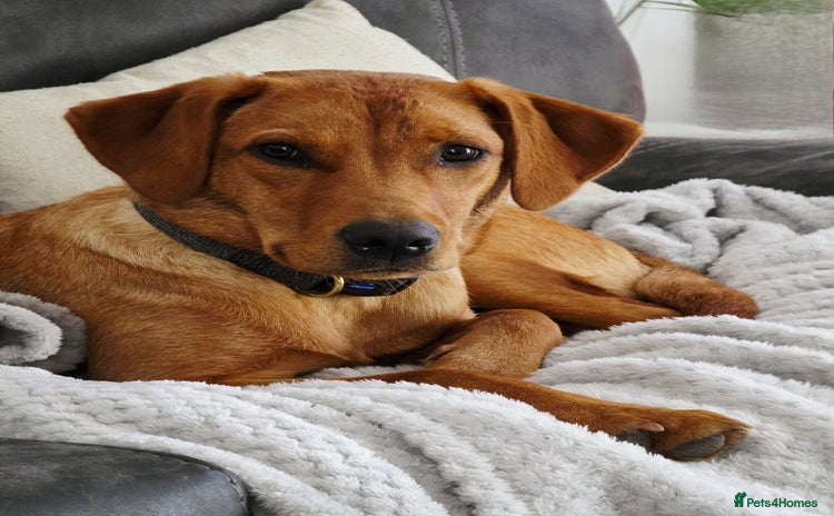 Labrador Retriever dogs - Advert 1