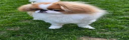 Japanese Chin dogs for sale: Japanese chin male for sale  - Advert 4