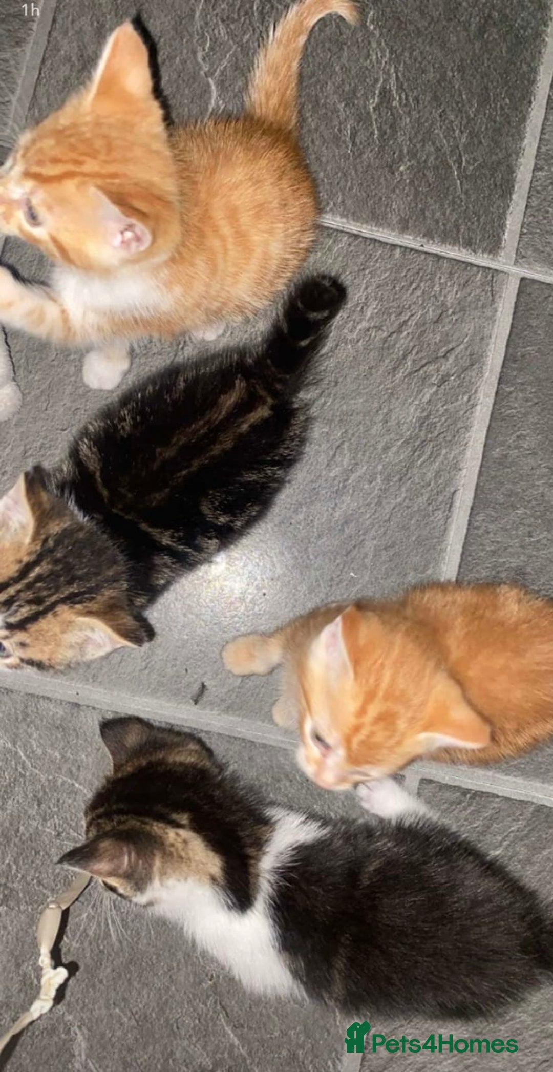 Mixed Breed cats for sale: 4 Adorable kittens for sale.  Ready now.  - Advert 3