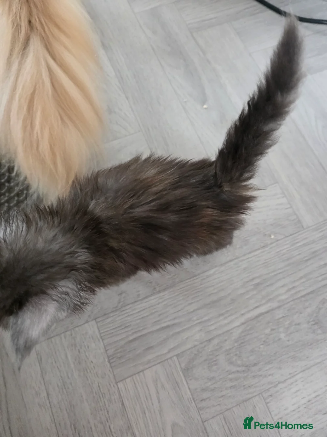 Maine Coon cats for sale: STUNNING MAINE COON KITTENS  - Advert 16