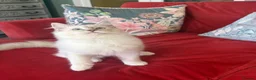Ragdoll cats for sale: GCCF Mitted Lilac Lynx Active boy - Advert 4