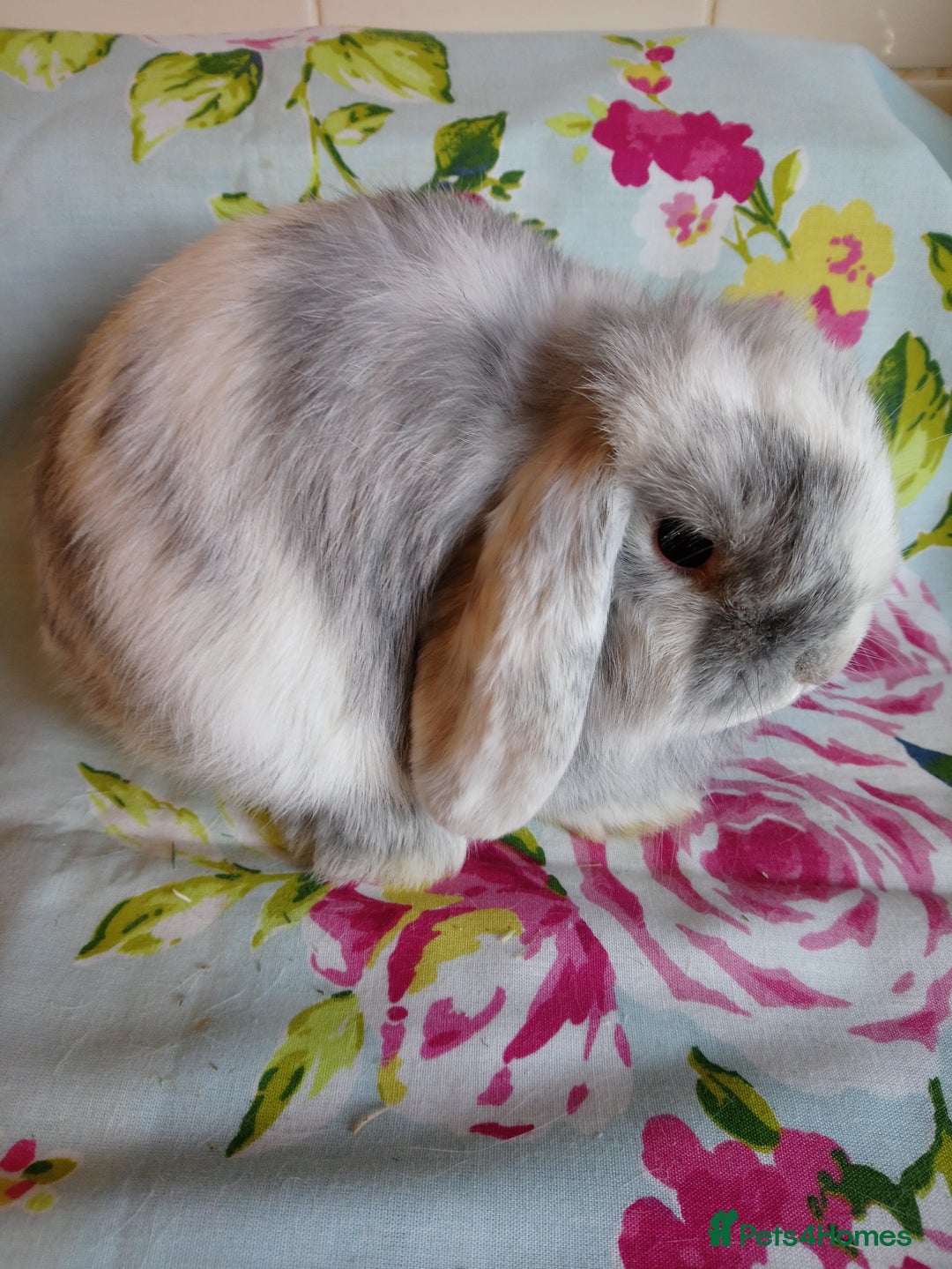 Mini Lop rabbits for sale: Pedigree Mini Lops - Advert 13