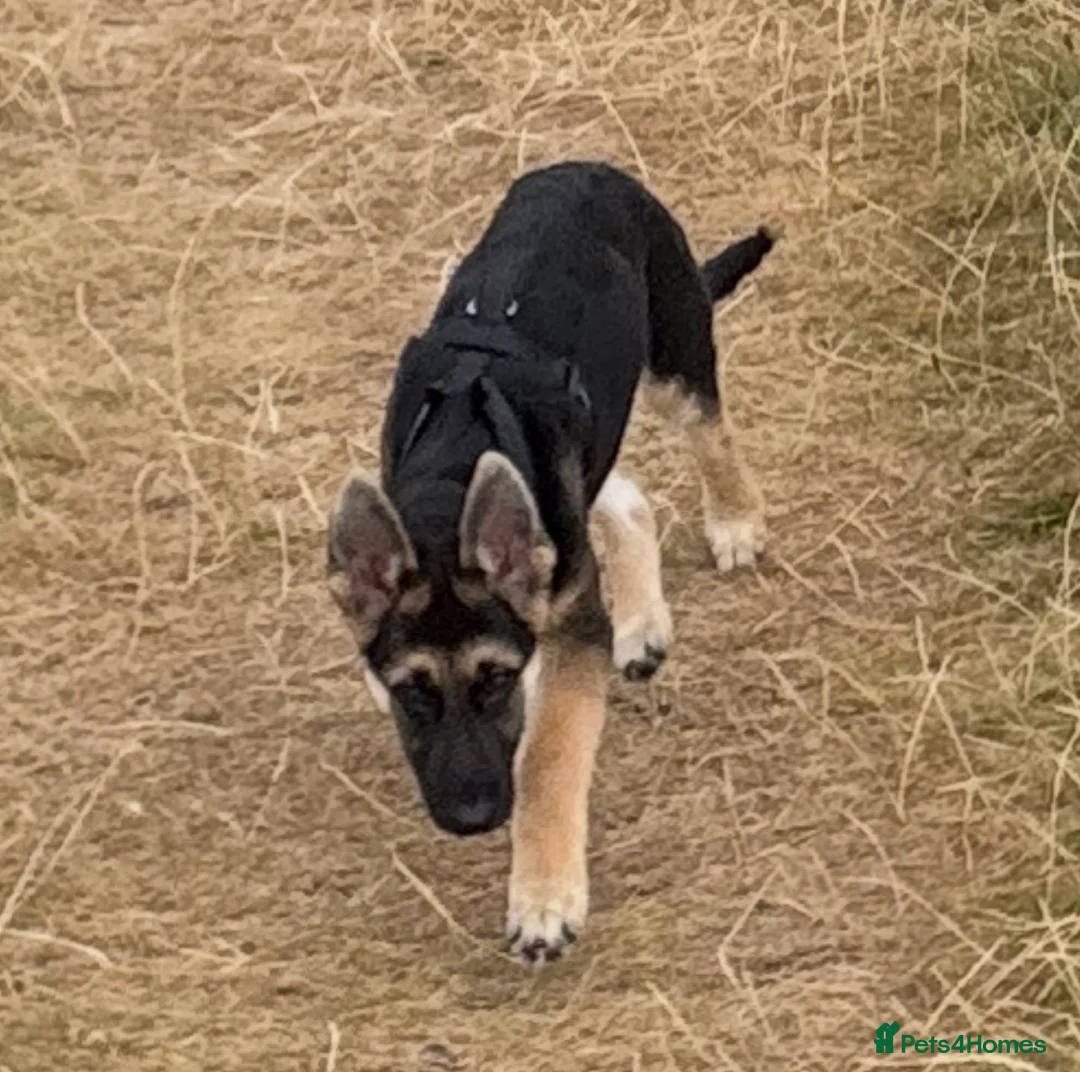 German Shepherd dogs for sale: Luck — German Shepherd Male — 6 Months Old in Houghton le Spring - Advert 2