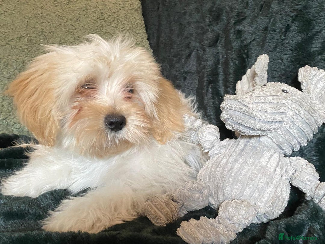 Maltipoo dogs for sale: maltipoo puppies for sale  - Image 35