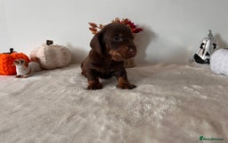 Dachshund dogs for sale: Beautiful Standard Dachshund Puppies  - Image 3