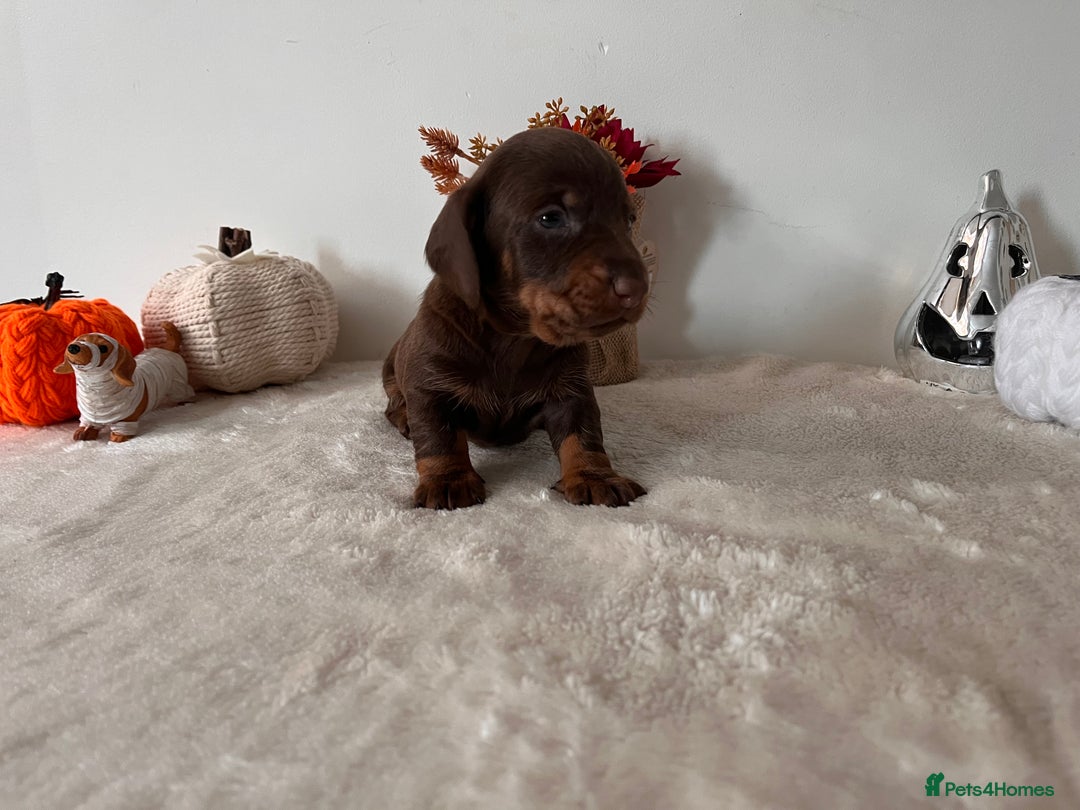 Dachshund dogs for sale: Beautiful Standard Dachshund Puppies  - Image 3