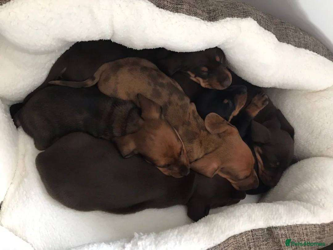 Miniature Dachshund dogs for stud: Proven Shaded red miniature dachshund stud in Pontypool - Advert 13