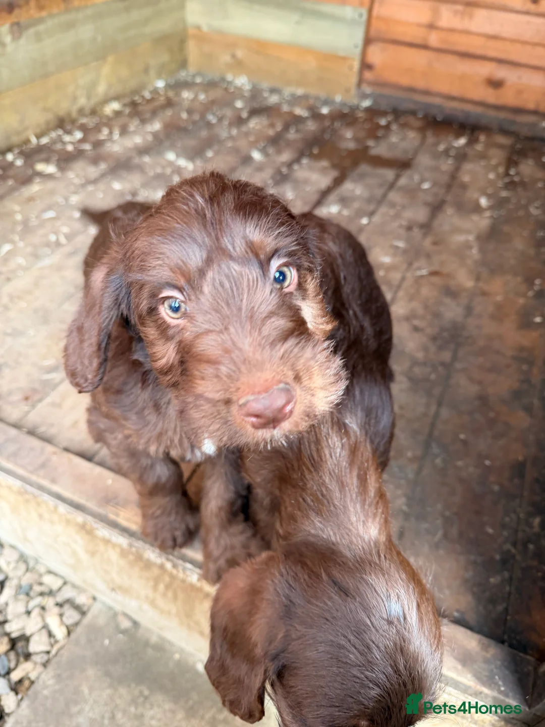 Mixed Breed dogs for sale: Bedlington x cocker  - Advert 1