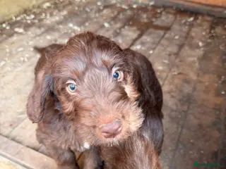 Mixed Breed dogs Bedlington x cocker - Advert 8