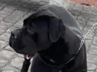 Cane Corso dogs Cane Corse Male - Advert 9