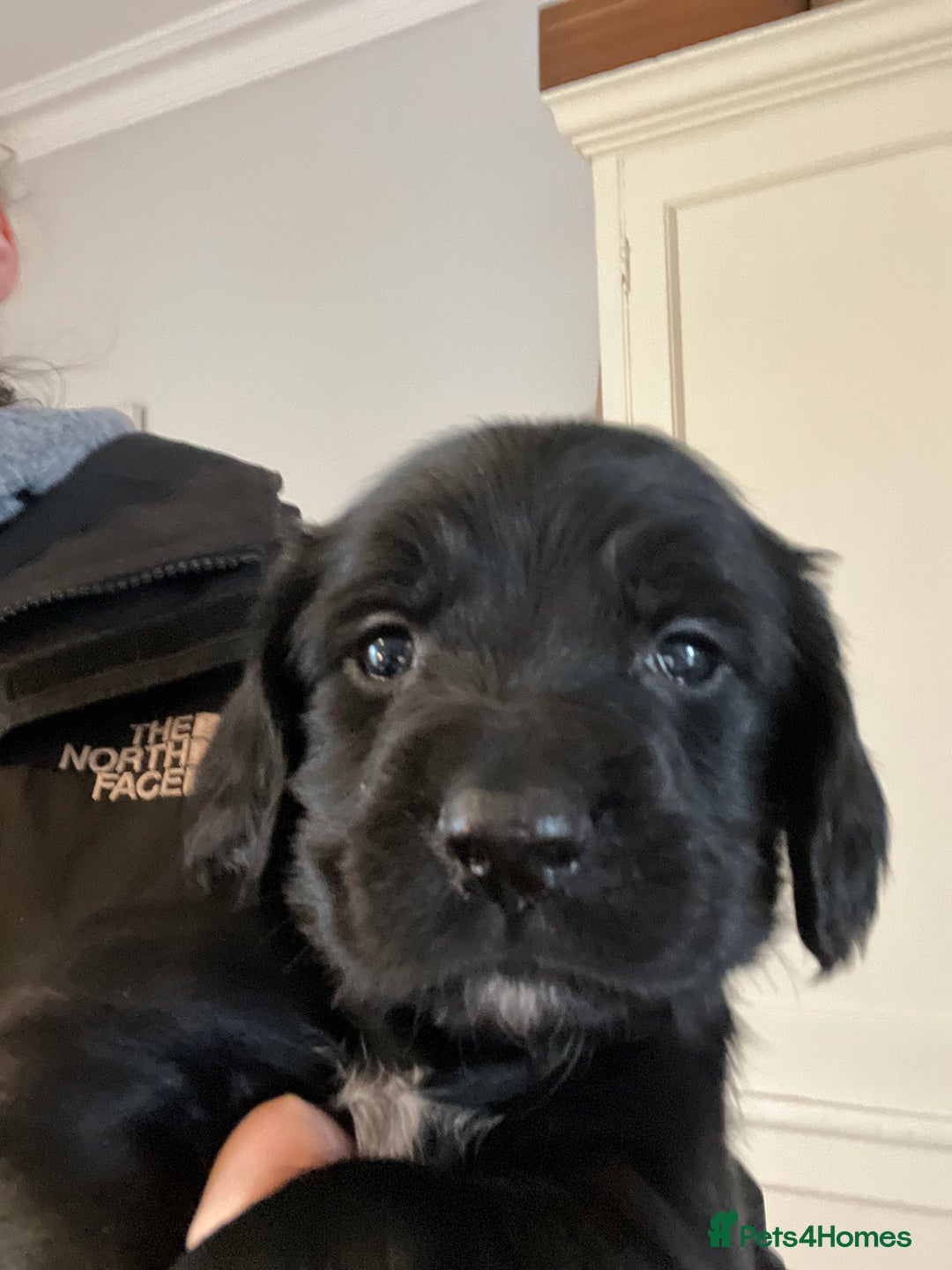 Sprocker dogs for sale: Working Sprocker Spaniel Pups - Advert 1