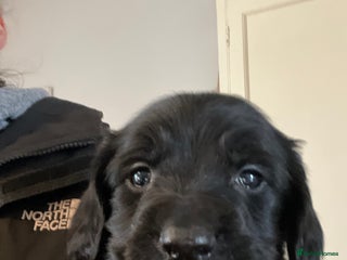 Sprocker dogs Working Sprocker Spaniel Pups - Advert 1