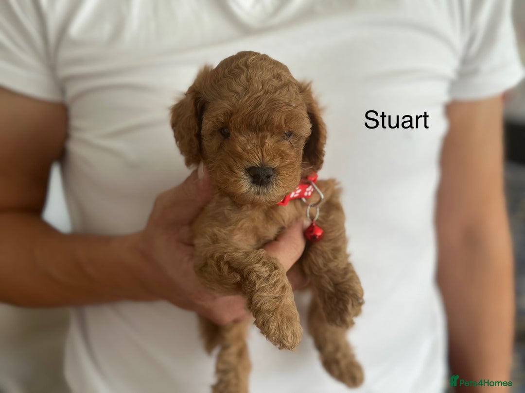 Cockapoo dogs for sale: Perfect Cockapoo Puppies  - Image 2