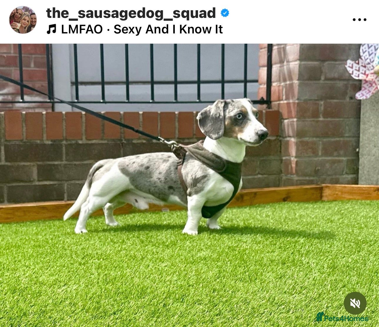 Miniature Dachshund dogs BLUE DAPPLE PIEBALD STUD CARRYING LONG HAIR CHOCO in Liverpool - Advert 8