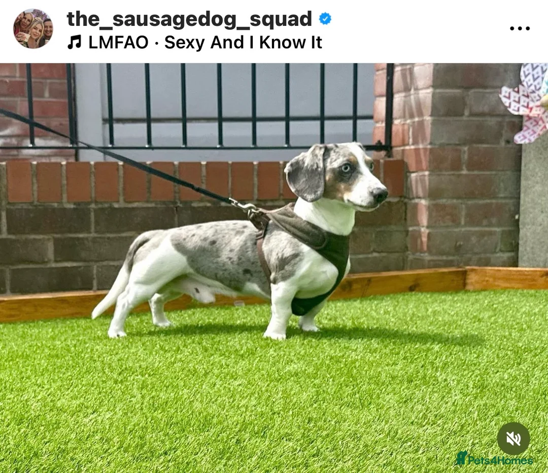 Miniature Dachshund dogs for stud: BLUE DAPPLE PIEBALD STUD CARRYING LONG HAIR CHOCO in Liverpool - Advert 1