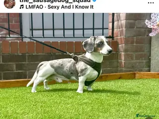 Miniature Dachshund dogs BLUE DAPPLE PIEBALD STUD CARRYING LONG HAIR CHOCO in Liverpool - Advert 14