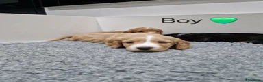 Cocker Spaniel 3