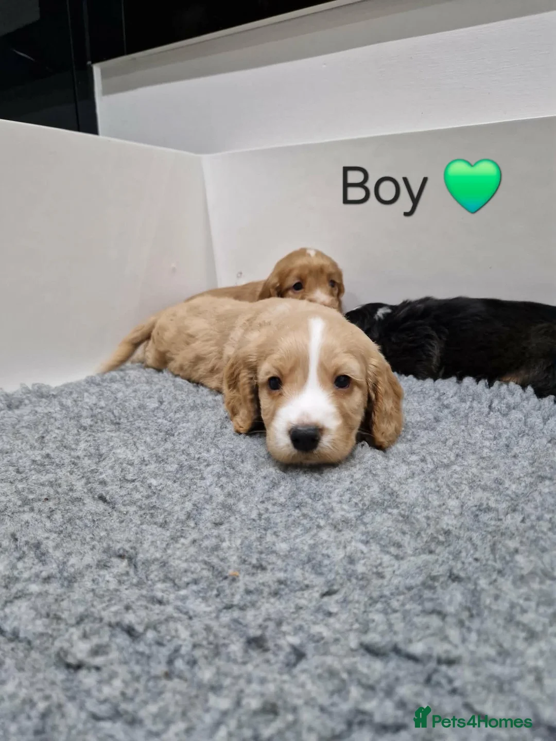 Cocker Spaniel dogs for sale: Cocker Spaniel Puppies in Hull - Advert 7