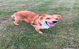 Border Collie dogs for sale: Cooper & Peach  - Image 10
