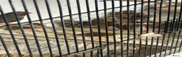 Finches birds for sale: Zebra Finches in Beverley - Advert 2