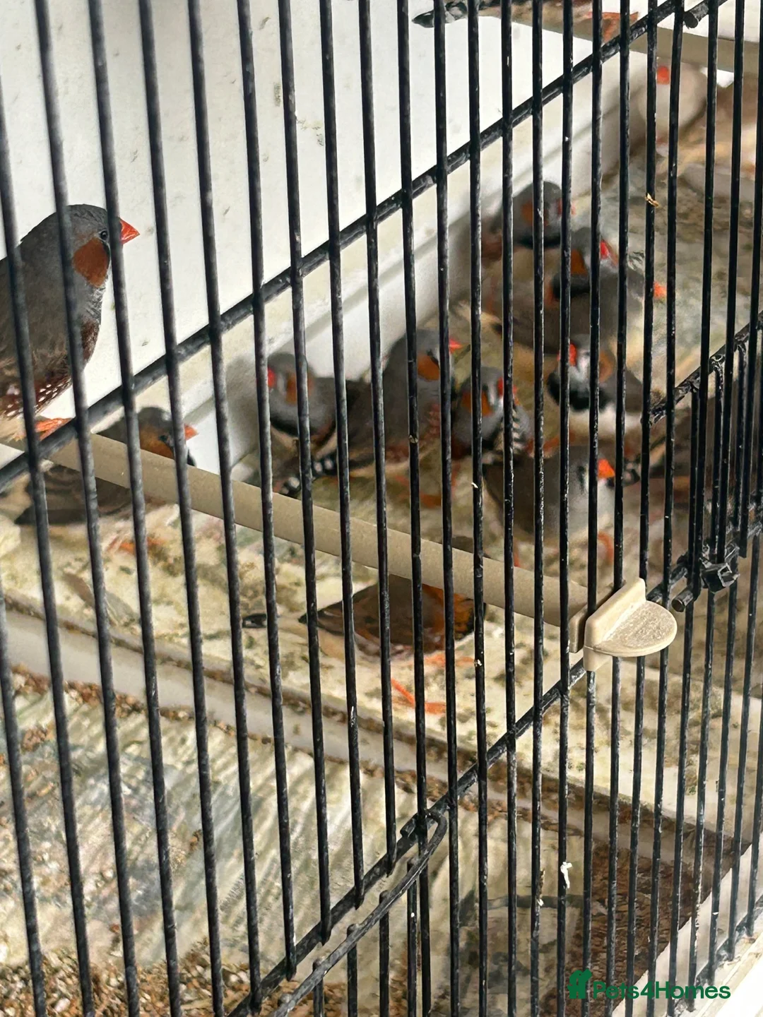 Finches birds for sale: Zebra Finches in Beverley - Advert 2
