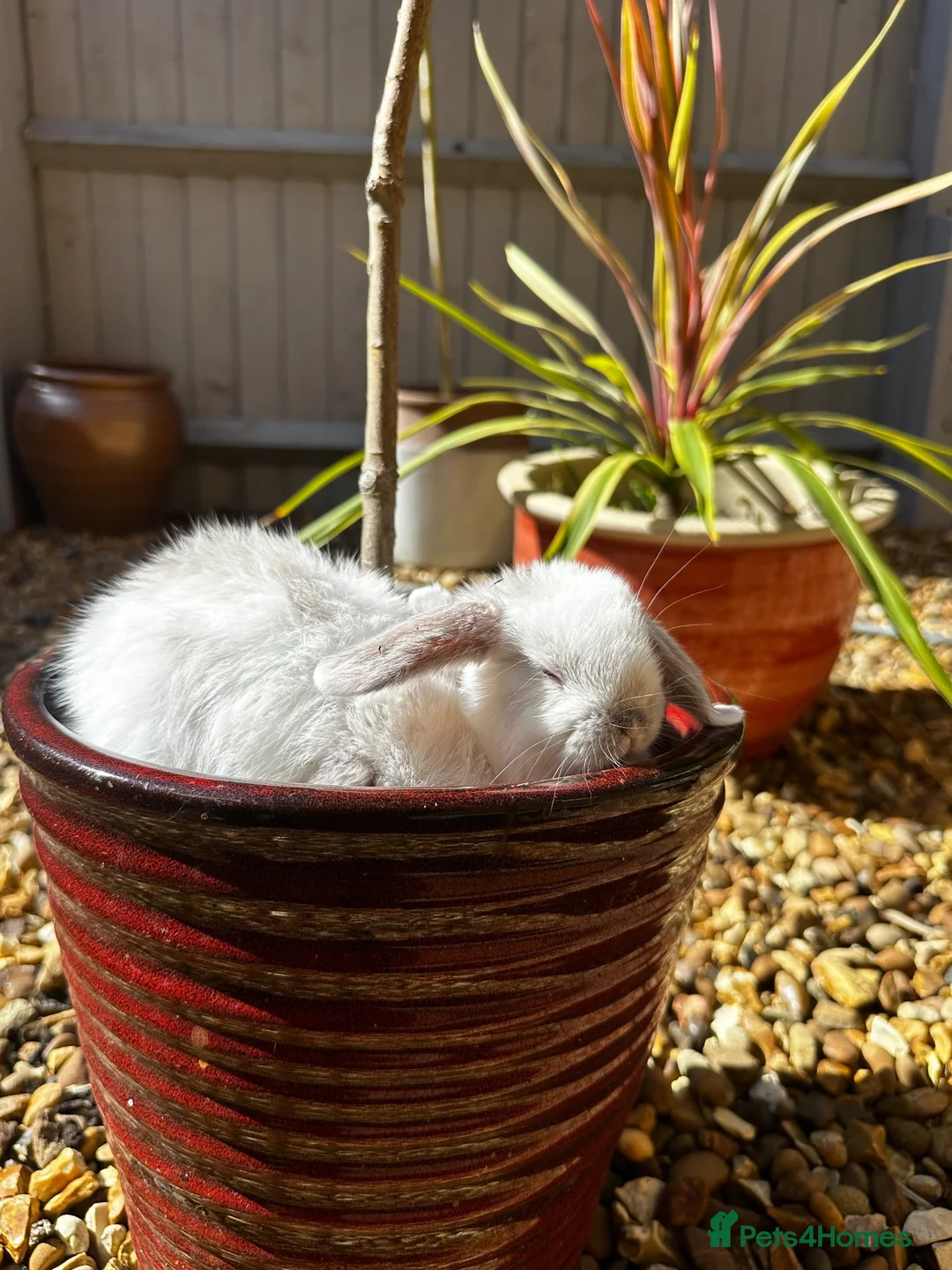 Mini Lop rabbits for sale: Stunning pure breed Mini Lops - Advert 2